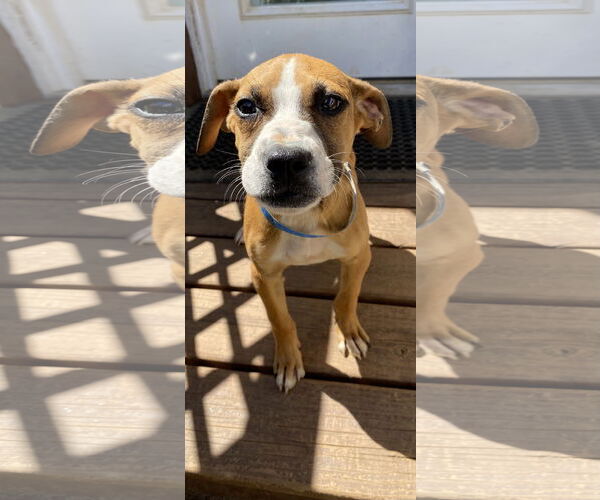 Medium Photo #2 Mutt Puppy For Sale in Pacolet, SC, USA