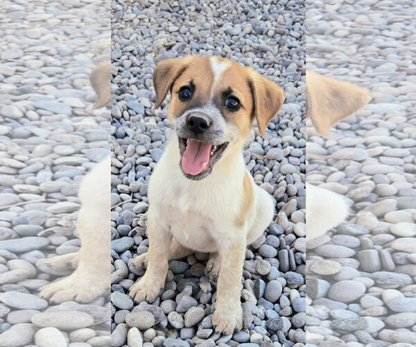 Medium Photo #3 Jack Russell Terrier-Unknown Mix Puppy For Sale in Peralta, NM, USA