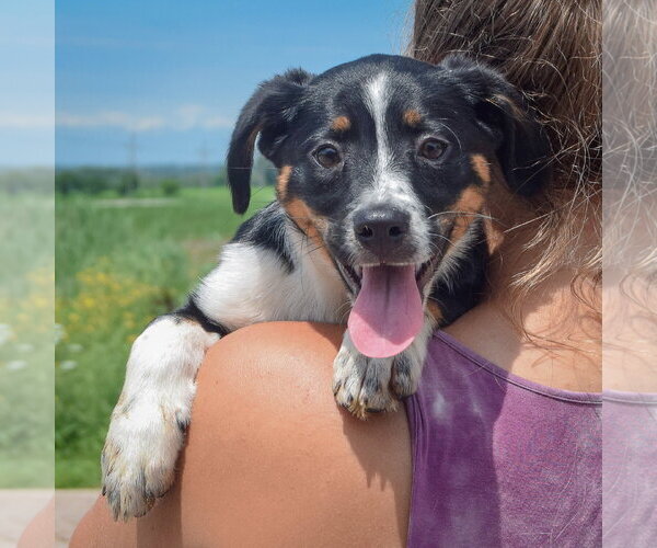 Medium Photo #5 Australian Shepherd-Unknown Mix Puppy For Sale in Huntley, IL, USA