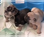 Small #9 French Bulldog