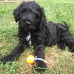 Puppy 8 Portuguese Water Dog
