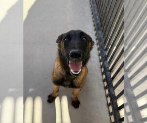 Mutt Dogs for adoption in Santa Maria, CA, USA