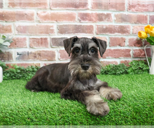 Schnauzer (Miniature) Puppy for sale in SYRACUSE, IN, USA