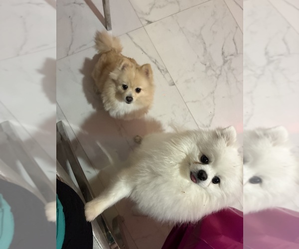 Medium Photo #1 Pomeranian Puppy For Sale in HOLLYWOOD, FL, USA