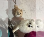 Small Photo #1 Pomeranian Puppy For Sale in HOLLYWOOD, FL, USA