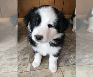 Australian Shepherd-Unknown Mix Puppy for sale in MORIARTY, NM, USA