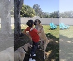 Small Photo #4 Anatolian Shepherd Puppy For Sale in HOLIDAY, FL, USA