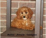 Small #4 Cavapoo