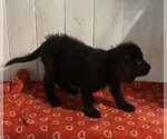 Small #3 Newfoundland