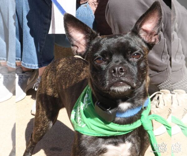 Medium Photo #4 Boston Terrier-Unknown Mix Puppy For Sale in Washington, DC, USA