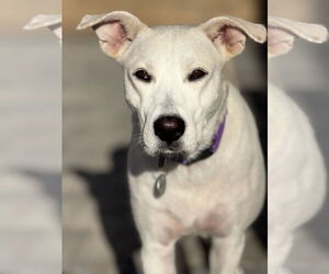 Willow - Female Labrador Retriever-Unknown Mix Dog for Adoption - Photo #3