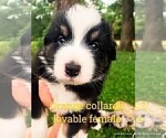 Puppy Yellow Australian Shepherd