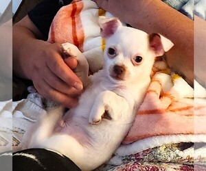 Chihuahua Puppy for sale in MOUNT AIRY, NC, USA