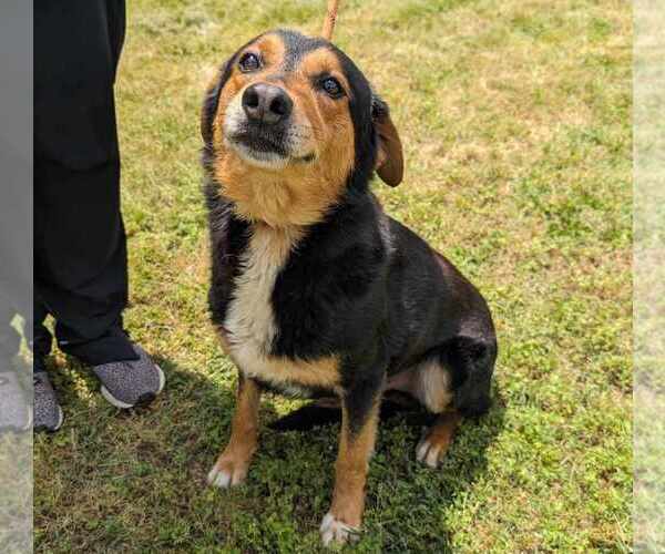 Medium Photo #1 English Shepherd-Unknown Mix Puppy For Sale in Anniston, AL, USA