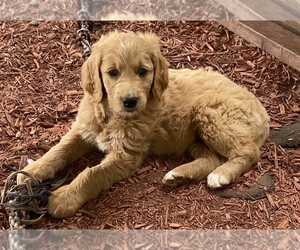 Goldendoodle Puppy for Sale in WARWICK, Rhode Island USA