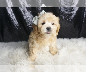 Medium Maltipoo