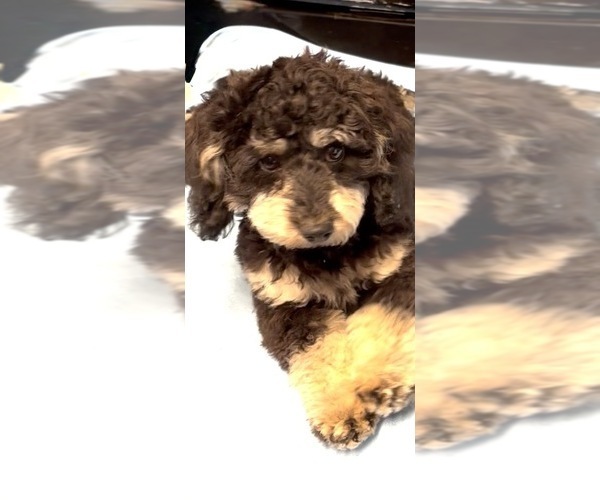 Medium Photo #2 Poodle (Toy) Puppy For Sale in CORINNE, UT, USA