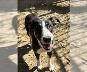 Border Collie-Unknown Mix Dogs for adoption in Redlands, CA, USA