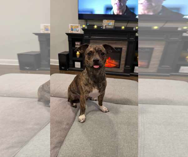 Medium Photo #1 Chiweenie Puppy For Sale in pomfret, CT, USA