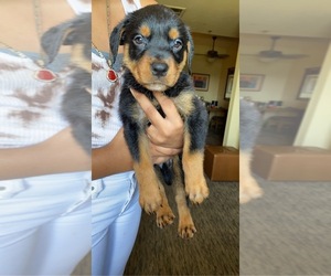 Rottweiler Puppy for Sale in LONG BEACH, California USA