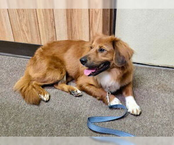 Medium Photo #2 Retriever -Unknown Mix Puppy For Sale in Oakhurst, NJ, USA