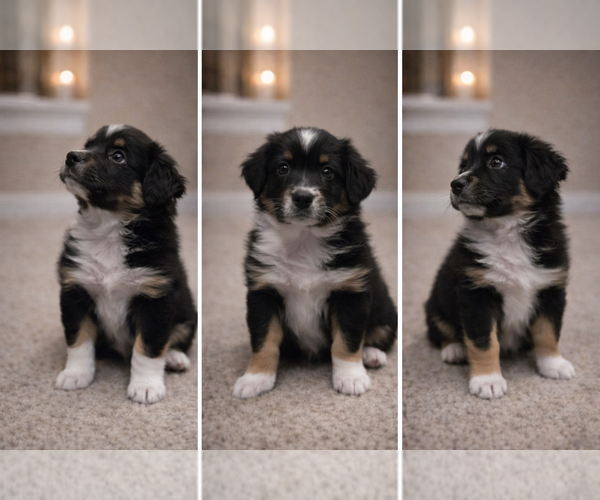 Medium Photo #6 Australian Shepherd Puppy For Sale in SAINT JOHN, IN, USA
