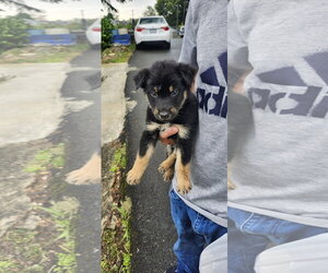 Australian Kelpie-Unknown Mix Dogs for adoption in Virginia Beach, VA, USA