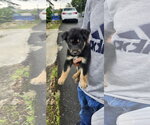 August - Male Australian Kelpie-Unknown Mix Dog for Adoption - Small photo