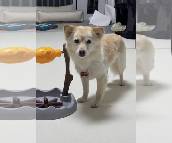 Medium Photo #2 Unknown-pomeranian spitz Mix Puppy For Sale in Agoura Hills, CA, USA