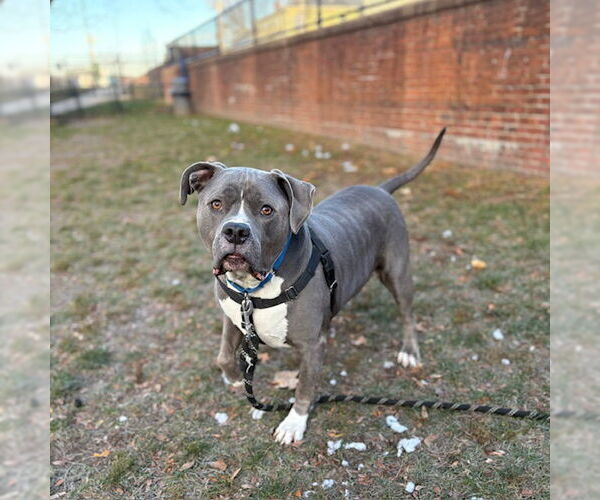 Medium Photo #2 Mutt Puppy For Sale in Boston, MA, USA