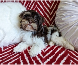Havanese Puppy for Sale in POST FALLS, Idaho USA