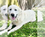 Small #2 Great Pyrenees