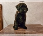 Puppy 1 Goldendoodle-Soft Coated Wheaten Terrier Mix