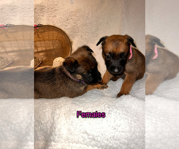 Medium Photo #13 Belgian Malinois Puppy For Sale in HOUSTON, TX, USA