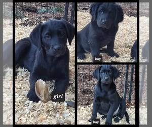 English Cream Golden Retriever Puppy for sale in CHEHALIS, WA, USA