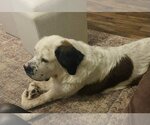 Small Photo #2 Saint Bernard-Unknown Mix Puppy For Sale in Dallas, TX, USA