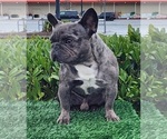 Small Photo #14 French Bulldog Puppy For Sale in EVERETT, WA, USA
