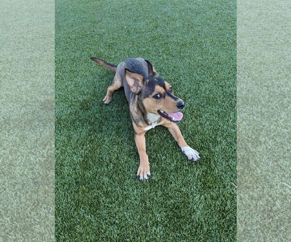 Medium Photo #2 Mutt Puppy For Sale in Woodbury, NY, USA