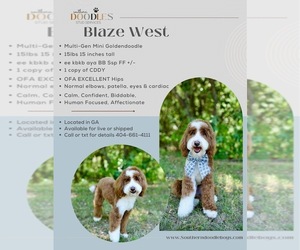 Father of the Goldendoodle (Miniature) puppies born on 09/28/2025