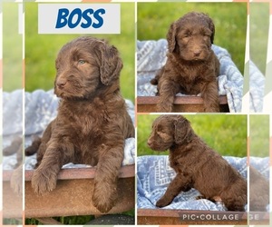 Goldendoodle Puppy for Sale in BOKOSHE, Oklahoma USA