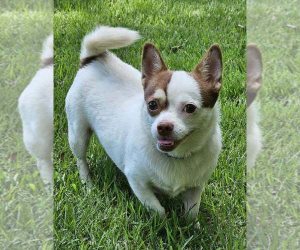 Medium Photo #2 Chihuahua Puppy For Sale in Arlington, VA, USA