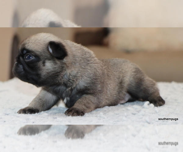 Medium Photo #6 Pug Puppy For Sale in WINNSBORO, TX, USA