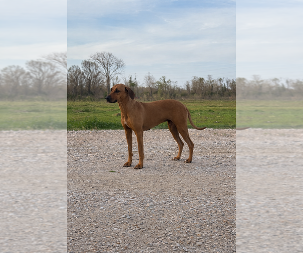 Medium Photo #1 Rhodesian Ridgeback Puppy For Sale in HIGHLANDS, TX, USA