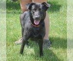 Small #2 German Shepherd Dog Mix