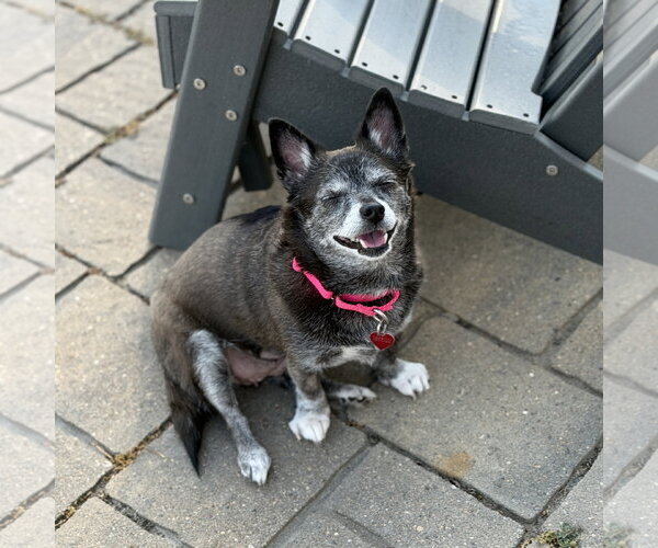 Medium Photo #3 Chihuahua-Unknown Mix Puppy For Sale in Fargo, ND, USA