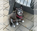 Small #2 Chihuahua Mix
