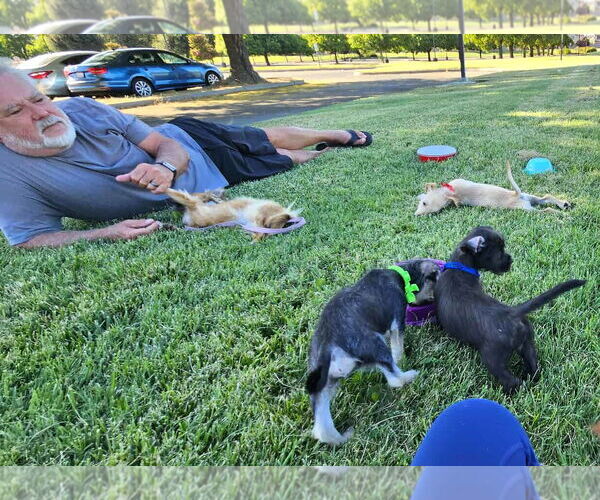 Medium Photo #12 Chihuahua-Unknown Mix Puppy For Sale in Arlington, WA, USA