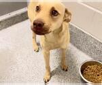 Small #1 Labrador Retriever Mix