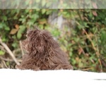 Small #30 ShihPoo