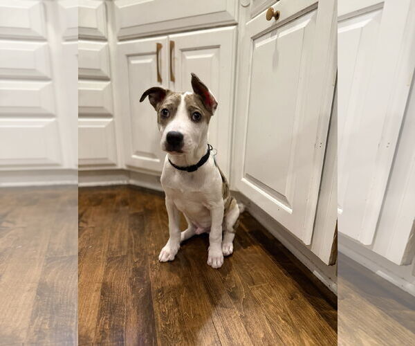 Medium Photo #2 American Pit Bull Terrier-Catahoula Leopard Dog Mix Puppy For Sale in St. Louis Park, MN, USA